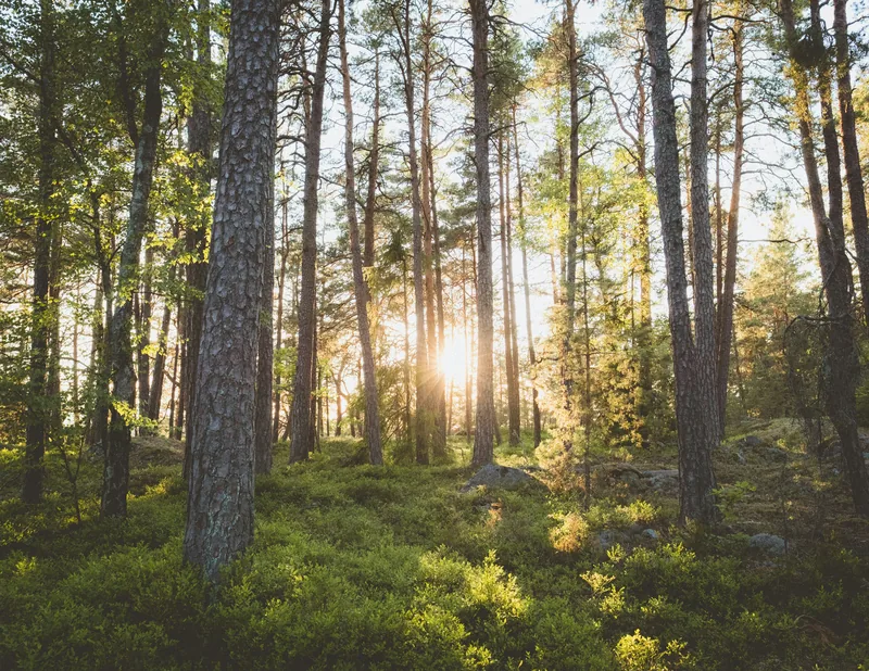 Skogsplanerare i fält